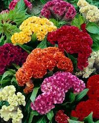 Pin On Coxcomb Celosia
