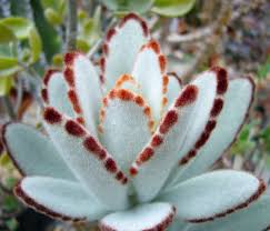 Pin On Succulent Plants