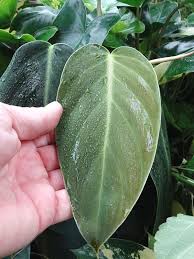 Philodendron Gigas Plant On Totem The Philodendron Guru Plants Philodendron Philodendron Plant