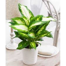 Dieffenbachia Maculata Camilla In 2020 Plants House Plants Plant Decor Indoor