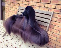 Beautiful Afghan Hound With His Long Hair Unique Dog Breeds Pretty Dogs Beautiful Dog Pictures