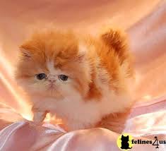 Persian Kittens For Sale Persian Kittens Persian Cats For Sale Cat Breeder