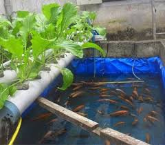 Cara Budidaya Ikan Resensi Di Kolam Terpal Nila Pdf Cara Budidaya Ikan Patin Kolam Terpal Gurame Kolam Terpal Kolam Beton Nila Merah Ikan Kolam Kolam Ikan