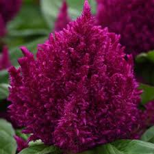 First Flame Purple Celosia Container Plants Plants Beautiful Blooms