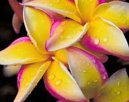 Pink Frangipani Plumeria Rooted Seedling Plant Diana Plumeria Plumeria Rubra Plumeria Flowers Plants Beautiful Flowers