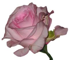 Editing Flower And Transparent Image Tumblr Flower Overlays Transparent Transparent Flowers