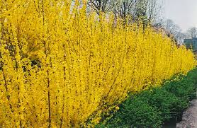 Beautiful Row Of Forsythia A Hedge Really Forsythia Landscaping Plants Plants