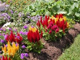 Passionate About Your Yard Add Red In The Landscape Plants Cool Plants Beautiful Flowers Garden
