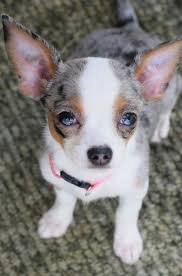 Our Beautiful Female Blue Merle Chihuahua Aura Chihuahua Chihuahuatypes Chihuahua Love Cute Chihuahua Cute Dogs