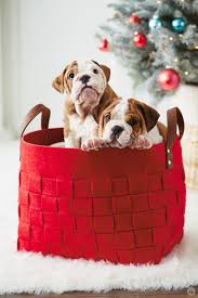 13 Ridiculously Cute Holiday Pet Photo Ideas Think Make Share Pet Holiday Holiday Pet Photos Christmas Pet Photos