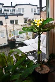 Plumeria Frangipani Growing Indoors In Containers Indoor Plumeria Plumeria Indoor Plumeria Tree