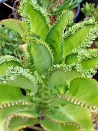 Pin On Kalanchoe