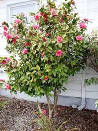 Danger Garden Buh Bye Camellia Camellia Plant Plants Camellia Tree