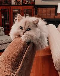 Pin By Amel Sindi Kamelia On Otp You Understand My Music In 2020 Persian Kittens Cats Pretty Cats
