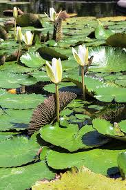Gambar Alam Menanam Daun Kolam Hijau Botani Warna Warni Taman Tanaman Air Flora Bunga Putih Teratai Bunga Bunga Dicelup Lembar Kebun Raya Bunga Bakung Berwarna Tanaman Berbunga Berbunga Batang Tanaman Tanah 3456x5184
