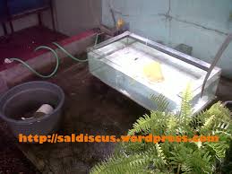 Cara Membuat Kolam Ikan Dari Styrofoam Tentang Kolam Kandang Ternak