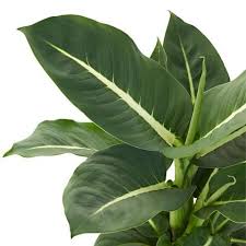 Dieffenbachia Green Magic In 2020 Green Magic Plants Big Indoor Plants