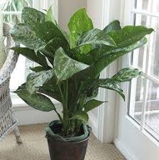 Dieffenbachia Snow Snow Dieffenbachia Snow Snow Dieffenbachia Is A Large Growing Variety To 6 Feet Or More Tall That Porch Plants Plants Household Plants