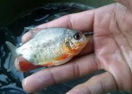 Cara Budidaya Ikan Bawal Dalam Kolam Terpal Bagi Pemula Supaya Berhasil Ikan Kolam Tanaman