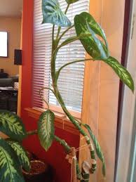 Dumb Cane Plant Dieffenbachia Amoena This Appears To Be A Dumb Cane Plant One Of The World S Favorite House Dumb Cane Plant Plants Dieffenbachia Houseplant