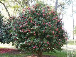 Camellias Naturally Grow As A Small To Medium Shrub But May Also Be Trained To Grow As A Small Tree Choose A Camell Camellia Plant Camellia Tree Garden Shrubs