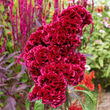 Tornado Red Celosia Cockscomb Massive Huge Giant Tall Large Plant Started Plant Plants Large Plants Flower Farm