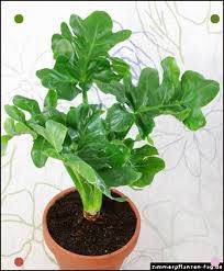 Philodendron Atom Philodendron Plant Philodendron Plants