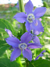 Campanula Americana Tall Bellflower Wildflower Garden Bellflower Campanula