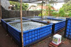 Cara Membuat Kolam Terpal Di Atas Tanah Artikel Pertanian Terbaru Berita Pertanian Terbaru