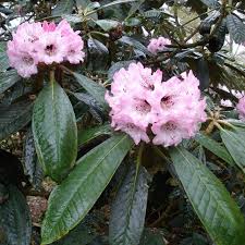 Rhod Rex Rhododendron Tropical Plants Plants