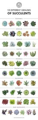 10 Different Genuses Of Succulents Succulents Echeveria Sedum Cactus Kalanchoe Aeonium Senecio Sepervivum Cotyle Plants Succulents Planting Succulents