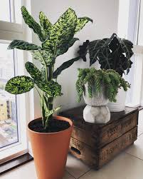 Dieffenbachia Plants Plant Decor Indoor Flowers