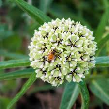 Antelope Horn Milkweed Seeds Asclepias Asperula For Butterfly Gardens In 2020 Milkweed Seeds Asclepias Milkweed