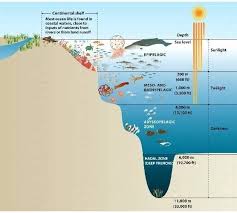 Ocean Zones 2nd Grade Habitats Ocean Zones Ocean Habitat Ocean Science