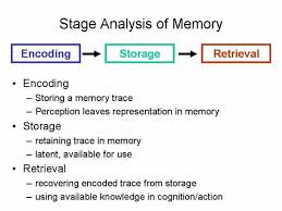 Image Result For Define Encoding Memory Psychology Memories Memory Storage