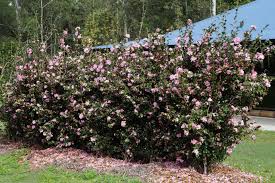 Buy Camellia Sasanqua Jennifer Susan Sydney Melbourne Brisbane And Adelaide Landscape Projects Camellia Melbourne