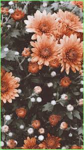 Small Garden With English Country Flair With Typical Plants And Accessories Your Pro In 2020 Flower Iphone Wallpaper Wallpaper Iphone Summer Iphone Wallpaper Vintage