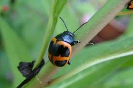Milkweed Beetle Bug Looks Like A Large Ladybug These Beetles Eat Milkweed Plant Lay Small Orange Eggs Not Harmfu Milkweed Plant Milkweed Animals And Pets