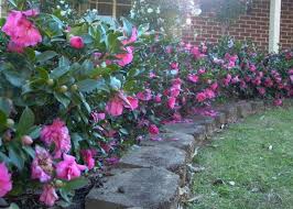 Camellia Hedge Camelias Jardineria