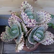 Kalanchoe Marmorata Penwiper Plant Spotted Kalanchoe White Flower Plants Succulents Planting Succulents
