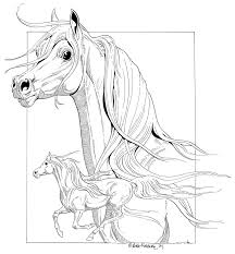 Pin By Margita Loven On Lena Furberg Horse Coloring Pages Arabian Horse Art Horse Painting