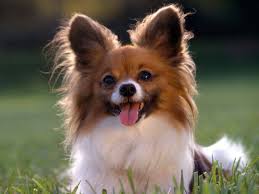 Longhaired Chihuahua Papillon Dog Cute Small Dogs Cutest Small Dog Breeds