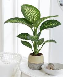 17 Different Types Of Dieffenbachia Plants Dumb Cane Varieties In 2020 Plants Indoor Plants House Plants