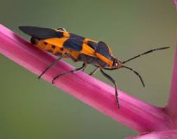 Milkweed Bugs Are Orange And Black They Have A Long Proboscis Rolled Up Tongue Which They Use To Pierce Seeds To Eat Bugs And Insects Insect Collection Bugs