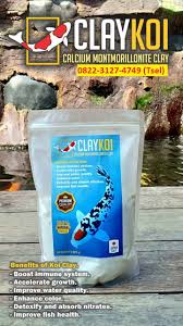 0822 3127 4749 Tsel Perawatan Ikan Koi Di Kolam Claykoi Kuantan Singingi Di 2020 Kolam Ikan Penjernihan Air Kolam