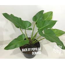Philodendron Marble Mini Is Back Adopsi Bisa Via Tokopedia Yaaa Ada Promo Ninjaexpress Dan Grabid Jadi Bisa Lebih Murah Ongkirnya Instagram