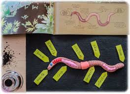 Pin On Nhe Co Op Animals