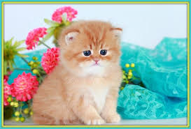 Red Tabby Toy Persian Kitten Persian Kittens Cute Cats And Dogs Cute Cats And Kittens