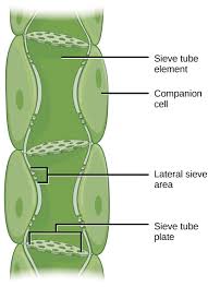 Transport Of Water And Solutes In Plants Boundless Biology