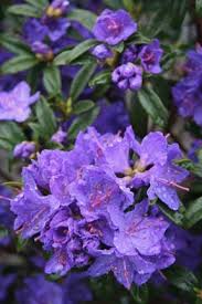 Pin On Rhododendrons